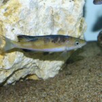 Cyprichromis microlepidotus Kassei
