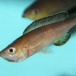 Cyprichromis microlepidotus femelle