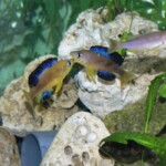 Cyprichromis microlepidotus karilani
