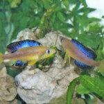 Cyprichromis microlepidotus karilani