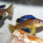Cyprichromis microlepidotus karilani