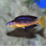 Cyprichromis microlepidotus karilani