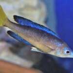 Cyprichromis microlepidotus karilani