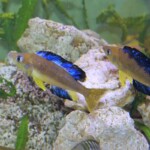 Cyprichromis microlepidotus karilani