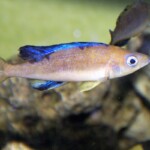 Cyprichromis microlepidotus karilani
