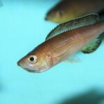 Cyprichromis microlepidotus karilani femelle en incub