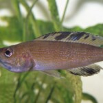 Cyprichromis microlepidotus karilani femelle