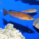 Cyprichromis microlepidotus