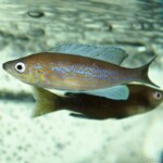 Cyprichromis pavo Nangu