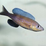Cyprichromis pavo Nangu
