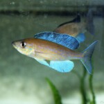 Cyprichromis pavo Nangu