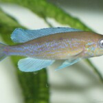 Cyprichromis pavo Nangu