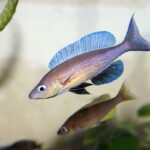 Cyprichromis pavo Nangu