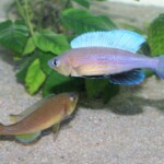 Cyprichromis pavo Nangu repro