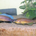 Cyprichromis pavo Nangu repro