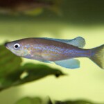 Cyprichromis pavo Nangu