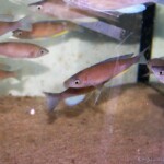 Cyprichromis pavo