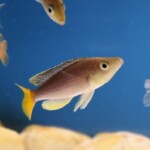 Cyprichromis sp. 'dwarf jumbo' Cap Kabogo