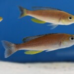 Cyprichromis sp. 'dwarf jumbo' Cap Kabogo