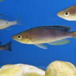 Cyprichromis sp. dwarf jumbo “Kabogo”