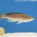 Cyprichromis sp. dwarf jumbo “Kabogo”