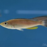 Cyprichromis sp. dwarf jumbo “Kabogo”