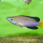 Cyprichromis sp. leptosoma jumbo