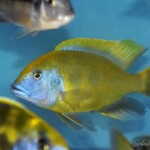 Nimbochromis venustus