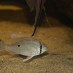 Biotodoma wavrini