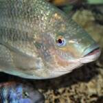 Oreochromis tanganicae