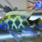 Nimbochromis venustus