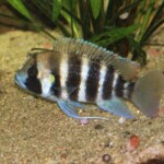 Cyphotilapia frontosa Kigoma