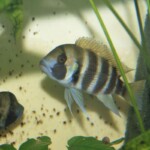 Cyphotilapia frontosa Kigoma