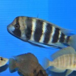 Cyphotilapia frontosa Kigoma