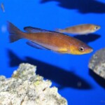 Cyprichromis microlepidotus
