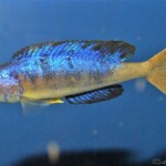 Cyprichromis microlepidotus