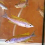 Cyprichromis