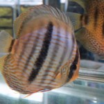 Discus de Heckel (Symphysodon discus)