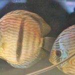 Discus de Heckel (Symphysodon discus)