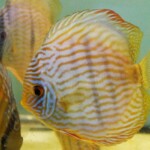 Discus de Heckel (Symphysodon discus)