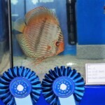 Discus Heckel canuma