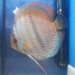 Discus Heckel canuma