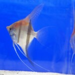 Pterophyllum altum