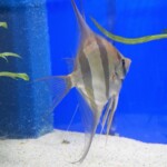 Pterophyllum altum