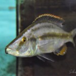 Dimidiochromis compressiceps