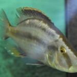 Dimidiochromis compressiceps
