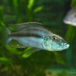 Dimidiochromis compressiceps