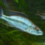 Dimidiochromis compressiceps