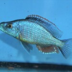 Dimidiochromis compressiceps