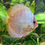 Discus Heckel canuma
